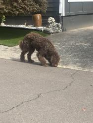 Lost Male Dog last seen Beef bend, Portland, OR 97224