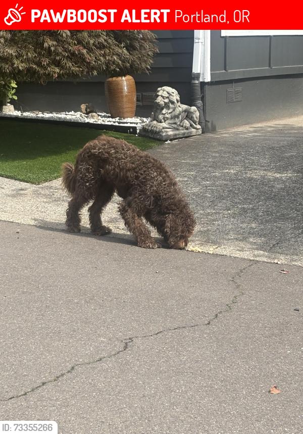 Lost Male Dog last seen Beef bend, Portland, OR 97224