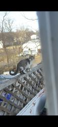 Reunited Female Cat last seen Near Urbane Rd NE, Cleveland, TN 37312, USA, Cleveland, TN 37312