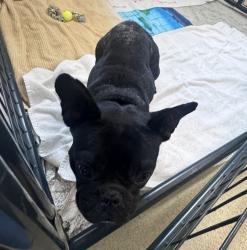 Shelter Stray Female Dog last seen Near N Quince Street, Escondido, CA, 92025, Escondido, CA 92027, USA