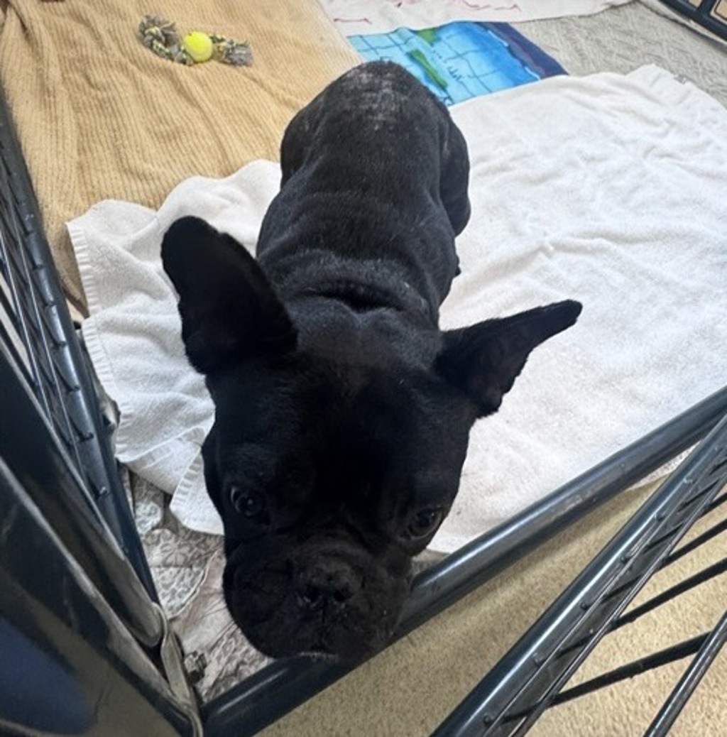 Shelter Stray Female Dog last seen Near N Quince Street, Escondido, CA, 92025, Escondido, CA 92027, USA