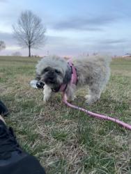 Lost Female Dog last seen Near W Pike St Lawrenceville, GA 30046 United States, Lawrenceville, GA 30046