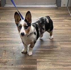 Shelter Stray Male Dog last seen Quimbly Street, San Diego, CA, 92106, 5500 Gaines St, San Diego, CA 92110, USA