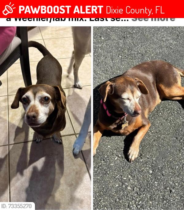 Lost Female Dog last seen Chavous Rd, Dixie County, FL 32680