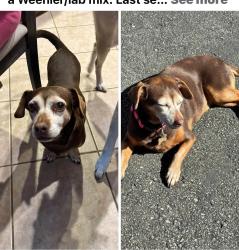 Lost Female Dog last seen Chavous Rd, Dixie County, FL 32680