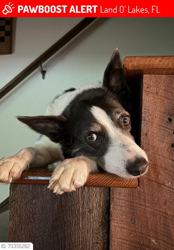 Lost Female Dog last seen Cypress Creek Nature Preserve, Land O' Lakes, FL 34639