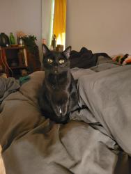 Reunited Female Cat last seen Down Lowry street off of La France street. Near the candler park Marta station, Atlanta, GA 30307