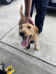Reunited Male Dog last seen Fitzgerald Pl, Menifee, CA 92584