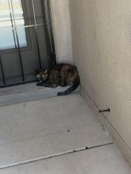 Found/Stray Unknown Cat last seen Costco, Albuquerque, NM 87123