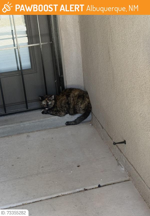 Found/Stray Unknown Cat last seen Costco, Albuquerque, NM 87123