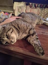 Lost Male Cat last seen Near new garden, Salem, OH 44460