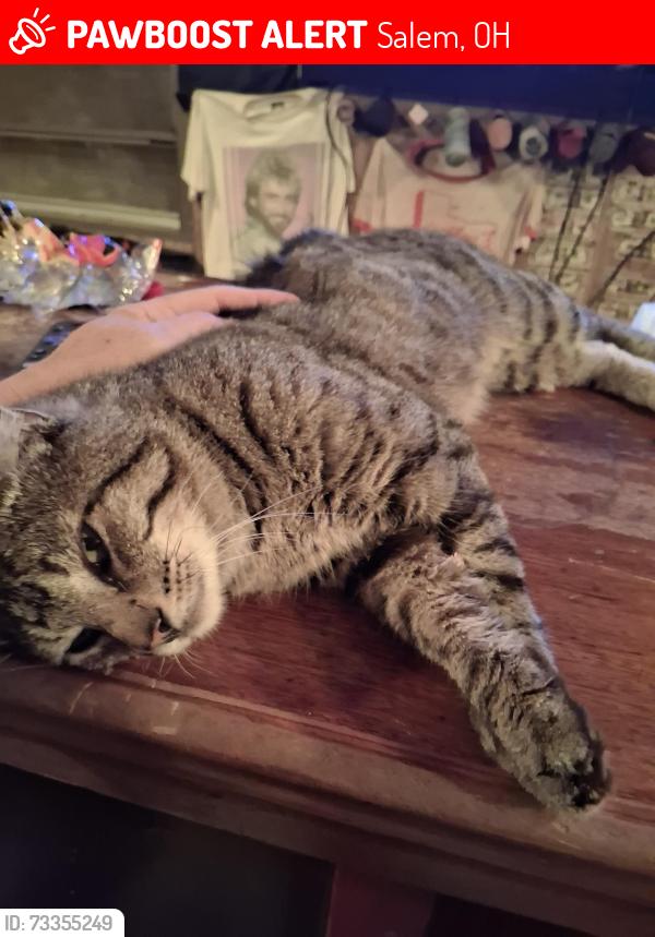 Lost Male Cat last seen Near new garden, Salem, OH 44460