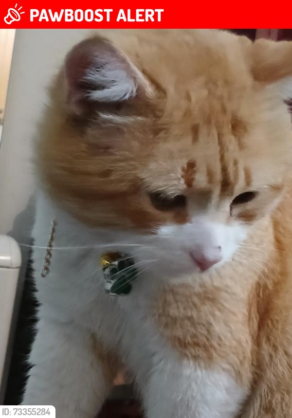 Lost Male Cat last seen At Highworth rd and Bowes rd, Greater London, England 