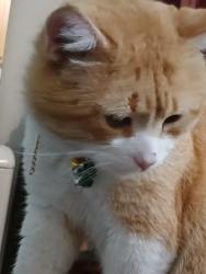 Lost Male Cat last seen At Highworth rd and Bowes rd, Greater London, England 