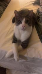 Reunited Male Cat last seen Near, Ward, AR 72176