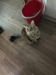 Reunited Male Cat last seen league city s egret bay Blvd, League City, TX 77573
