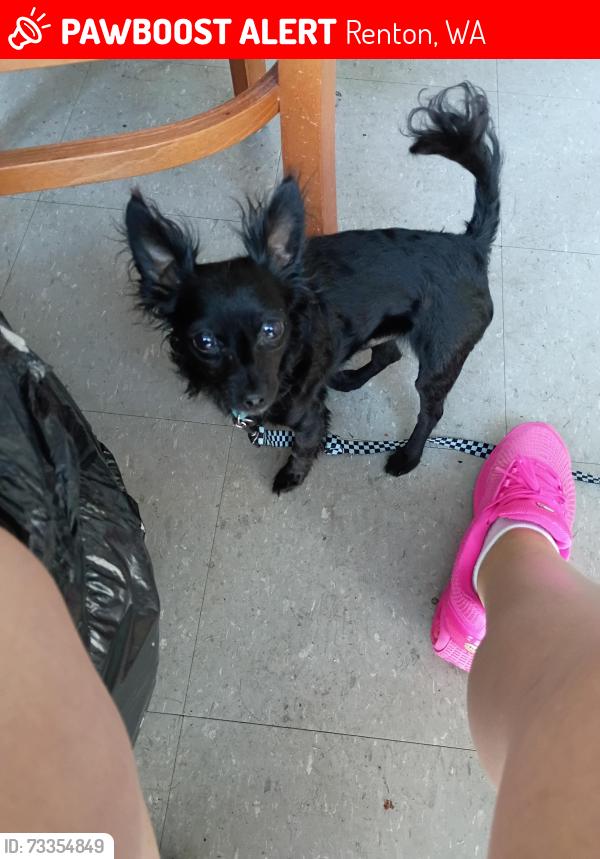 Lost Male Dog last seen Ne 12th st wne whitman court, Renton, WA 98059