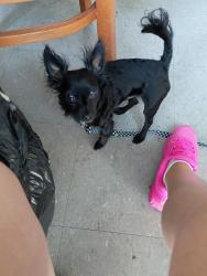 Lost Male Dog last seen Ne 12th st wne whitman court, Renton, WA 98059