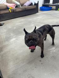 Found/Stray Male Dog last seen Stanford ave, Hemet, CA 92543