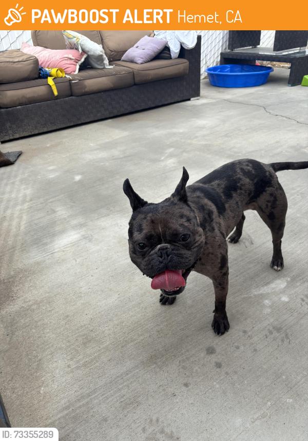 Found/Stray Male Dog last seen Stanford ave, Hemet, CA 92543
