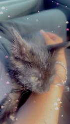 Lost Male Cat last seen Richmar apmts, Owings Mills, MD 21117