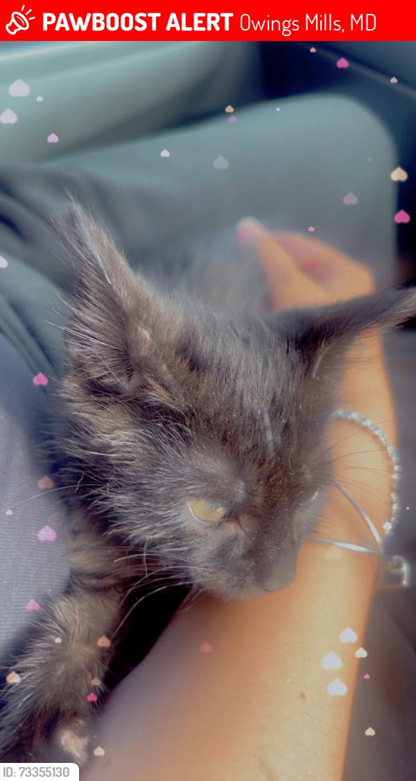 Lost Male Cat last seen Richmar apmts, Owings Mills, MD 21117