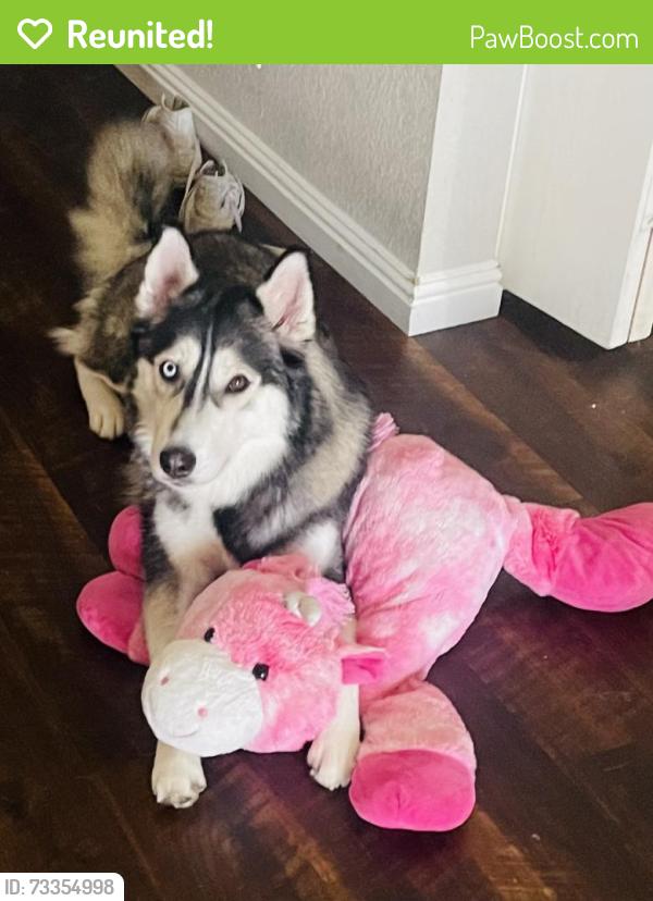 Reunited Female Dog last seen Maryland and 83 Ave, Glendale, AZ 85301