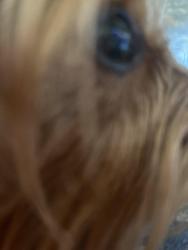 Found/Stray Unknown Dog last seen Near, Richmond, TX 77407