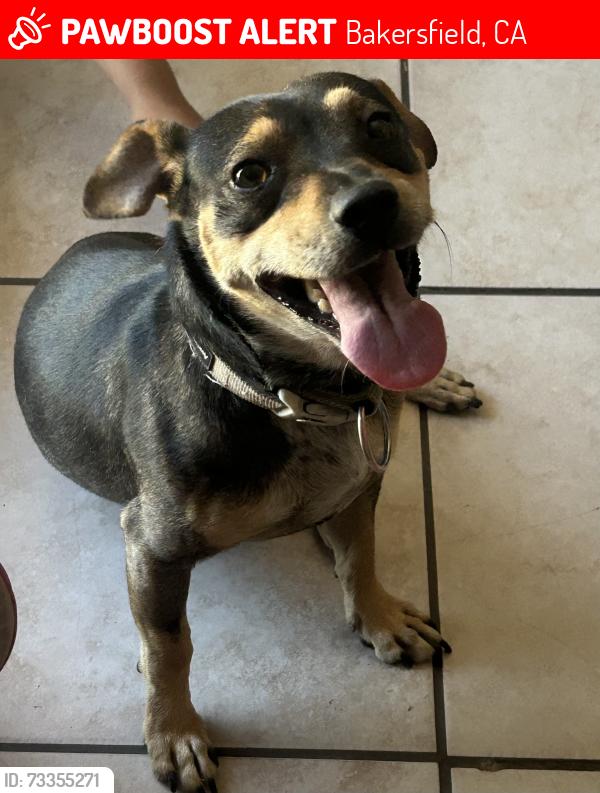 Lost Male Dog last seen N St Bakersfield, Bakersfield, CA 93301