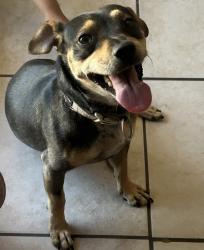 Lost Male Dog last seen N St Bakersfield, Bakersfield, CA 93301