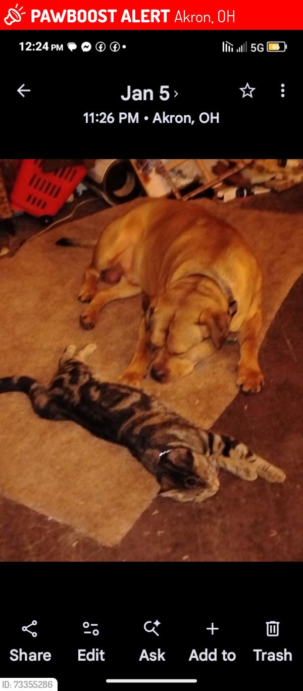 Lost Male Dog last seen Near th St and 6 th st, Akron, OH 44306