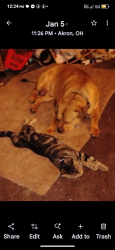 Lost Male Dog last seen Near th St and 6 th st, Akron, OH 44306