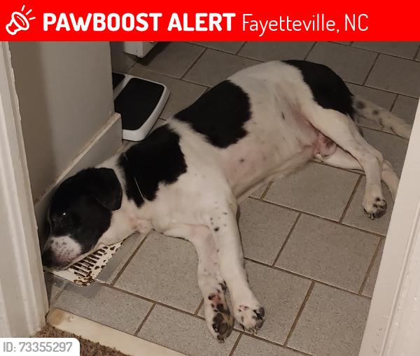 Found/Stray Male Dog last seen Hope Mills Road Raeford Road, Fayetteville, NC 28304