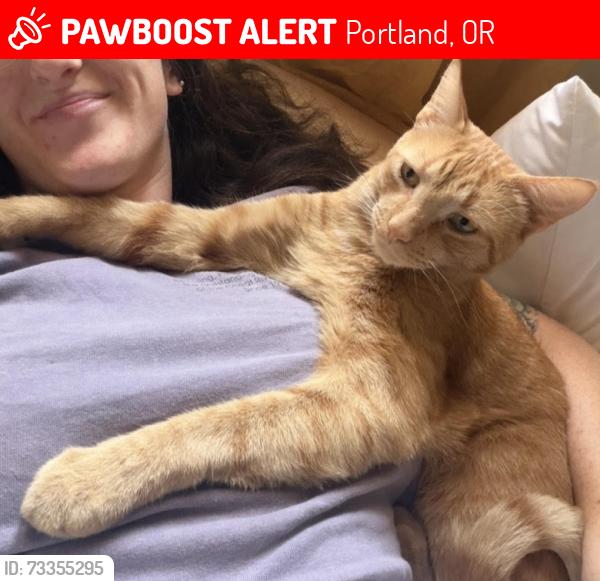 Lost Male Cat last seen N Woolsey Ave, Portland, OR 97203