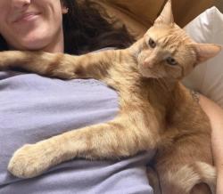 Lost Male Cat last seen N Woolsey Ave, Portland, OR 97203