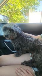 Reunited Male Dog last seen Desplaines and 29th St Riverside IL, Riverside, IL 60546