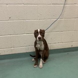 Shelter Stray Female Dog last seen , 2350 Appling City Cove, Memphis, TN 38133, USA