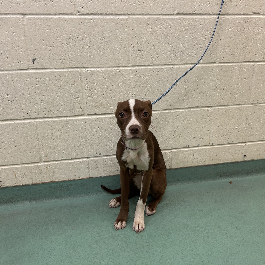 Shelter Stray Female Dog last seen , 2350 Appling City Cove, Memphis, TN 38133, USA