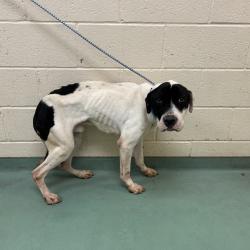 Shelter Stray Male Dog last seen , 2350 Appling City Cove, Memphis, TN 38133, USA
