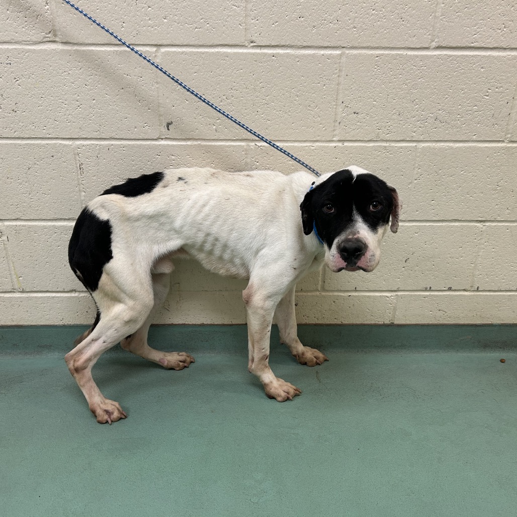 Shelter Stray Male Dog last seen , 2350 Appling City Cove, Memphis, TN 38133, USA