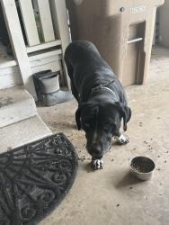 Found/Stray Male Dog last seen Centeroak and Crisp, Knoxville, TN 37920