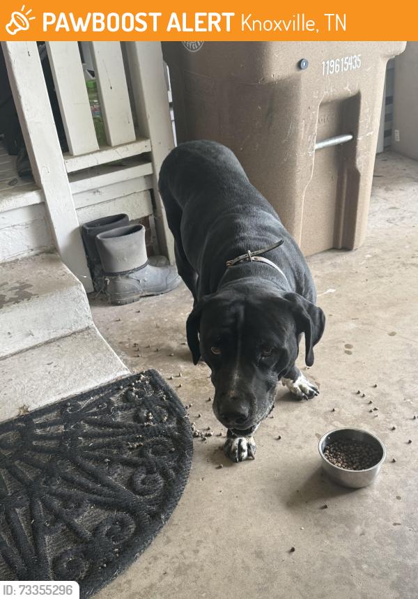 Found/Stray Male Dog last seen Centeroak and Crisp, Knoxville, TN 37920