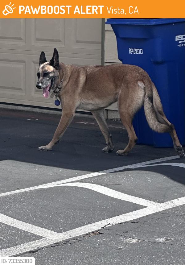 Found/Stray Male Dog last seen Eucalyptus/Vista Library, Vista, CA 92084