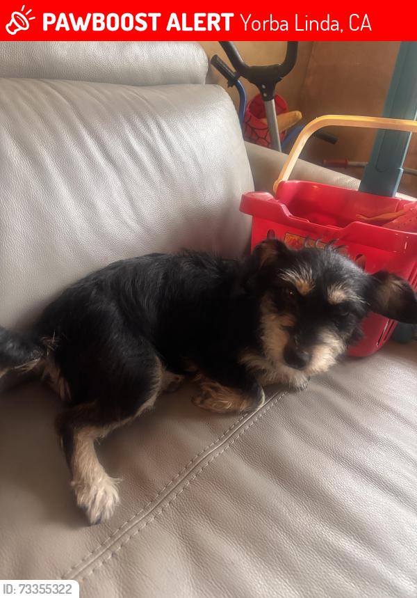 Lost Female Dog last seen Oriente Drive Yorba Linda, Yorba Linda, CA 92886