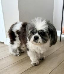 Found/Stray Female Dog last seen Encino Lookout, San Antonio, TX 78259