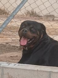 Found/Stray Unknown Dog last seen Arrowhead rd and walnut in hesperia, Apple Valley, CA 92395