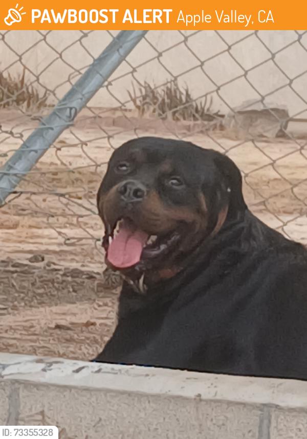 Found/Stray Unknown Dog last seen Arrowhead rd and walnut in hesperia, Apple Valley, CA 92395