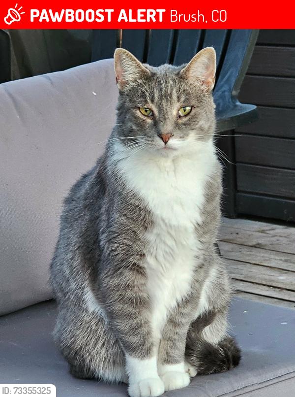 Lost Male Cat last seen South of Ebenezer., Brush, CO 80723