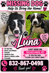 Lost Female Dog last seen Near treaschwig rd, Spring, TX 77373
