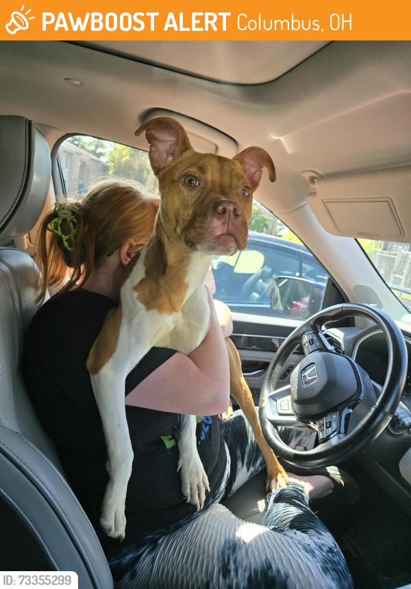 Found/Stray Male Dog last seen Kimberly apmts, Columbus, OH 43232